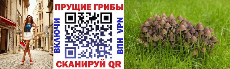 Купить где  Бирск  Псилоцибиновые грибы Psilocybe 